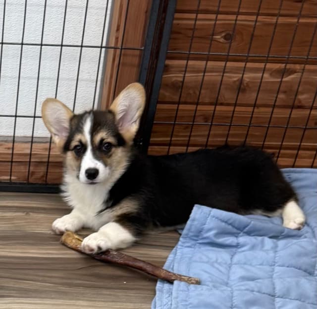 Pembroke Welsh Corgi Puppies media 3