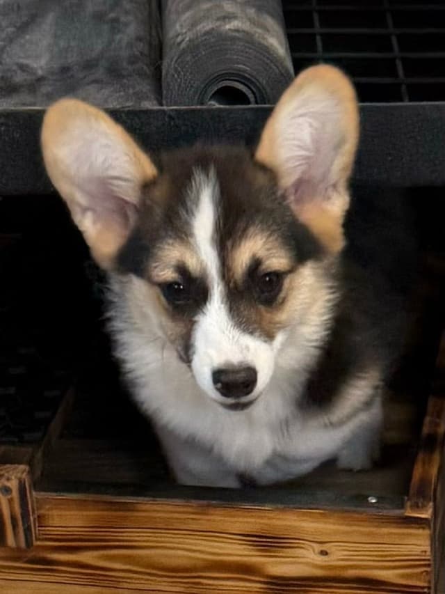 Pembroke Welsh Corgi Puppies media 4
