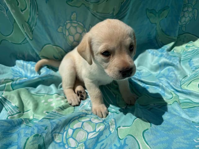 Labrador Retriever Puppies media 3
