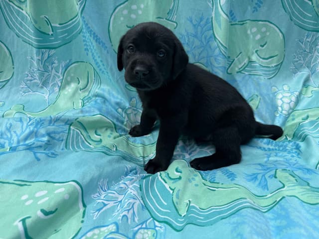 Labrador Retriever Puppies media 2