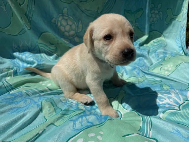 Labrador Retriever Puppies media 4
