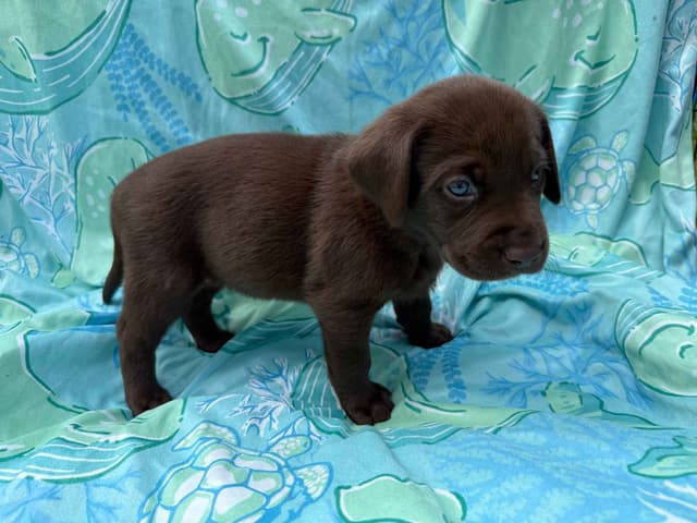Labrador Retriever Puppies media 6