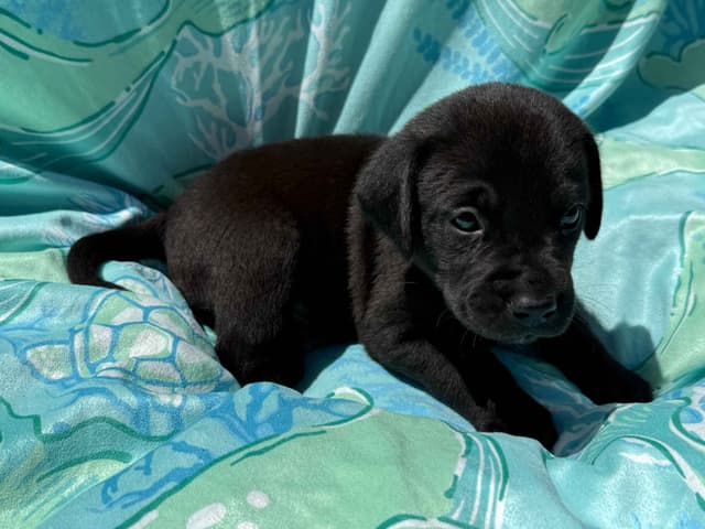 Labrador Retriever Puppies media 5