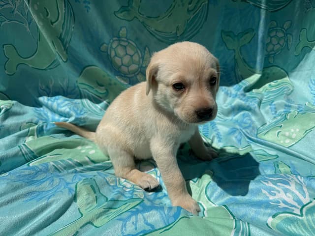 Labrador Retriever Puppies media 7