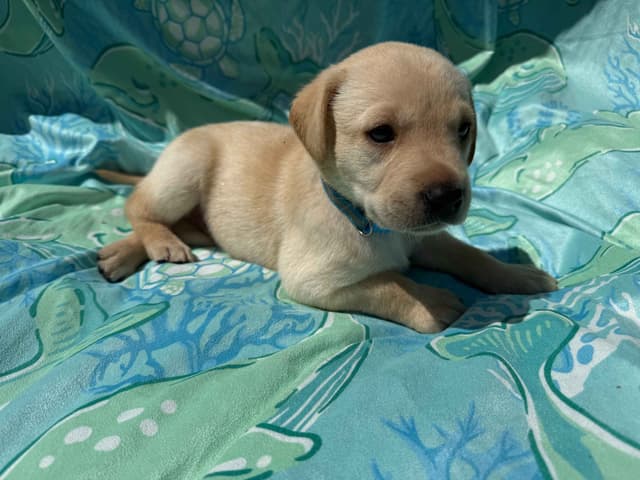 Labrador Retriever Puppies media 8