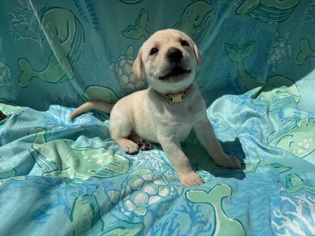 Labrador Retriever Puppies media 9