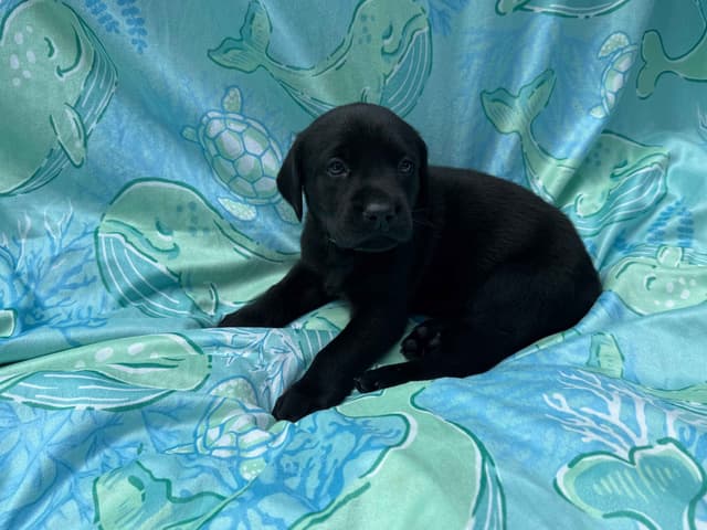 Labrador Retriever Puppies media 10