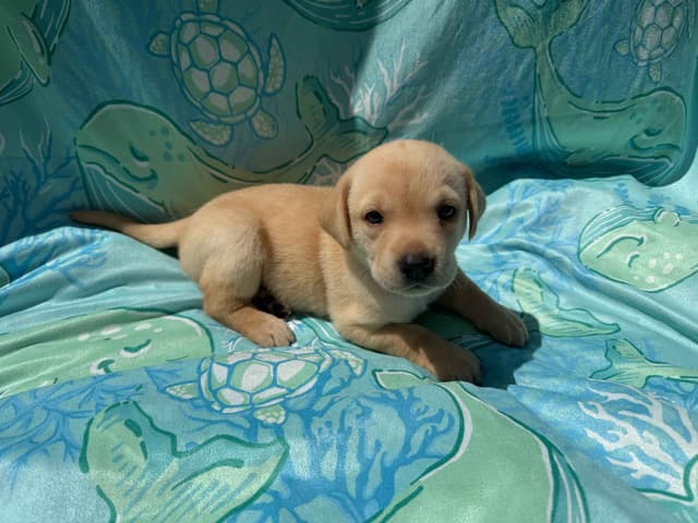 Labrador Retriever Puppies media 11