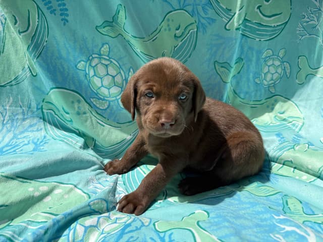 Labrador Retriever Puppies media 14