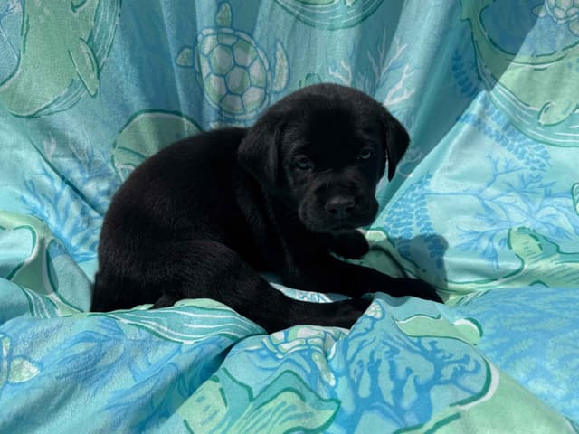 Labrador Retriever Puppies media 13