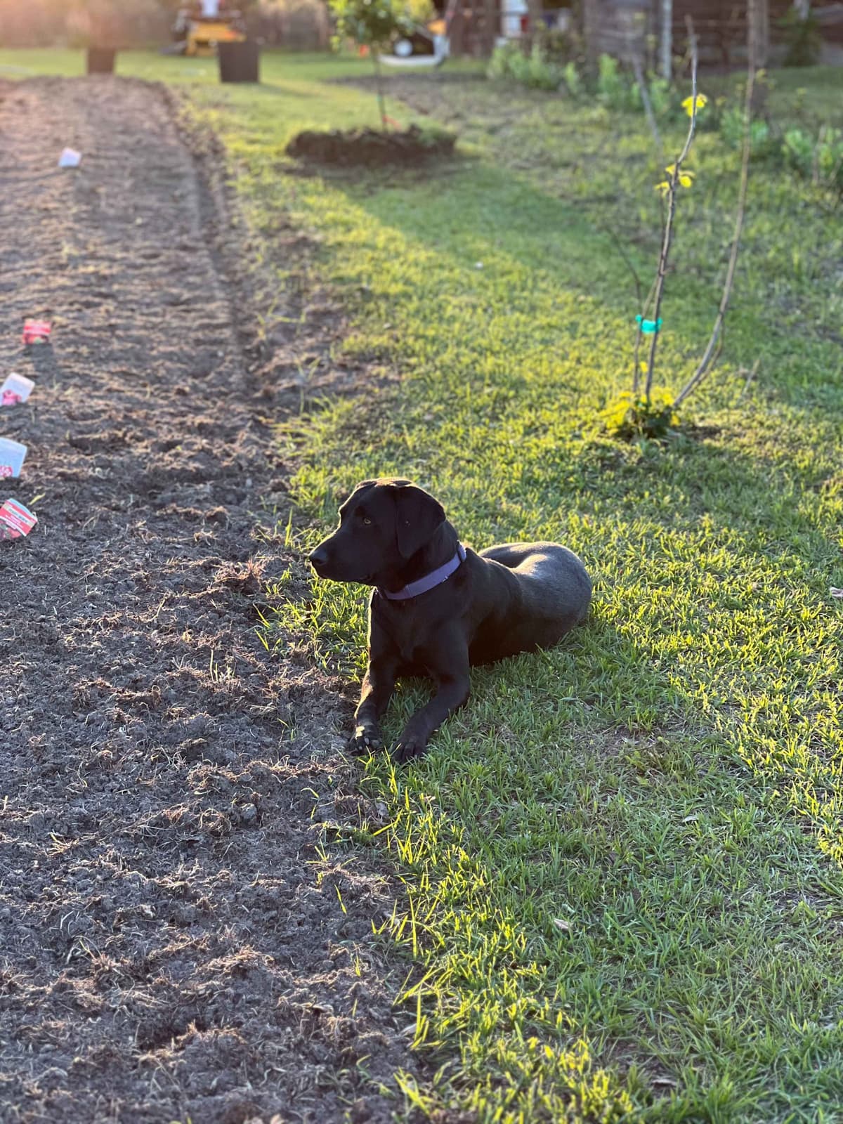 Labrador Retriever Puppies breeder image 1