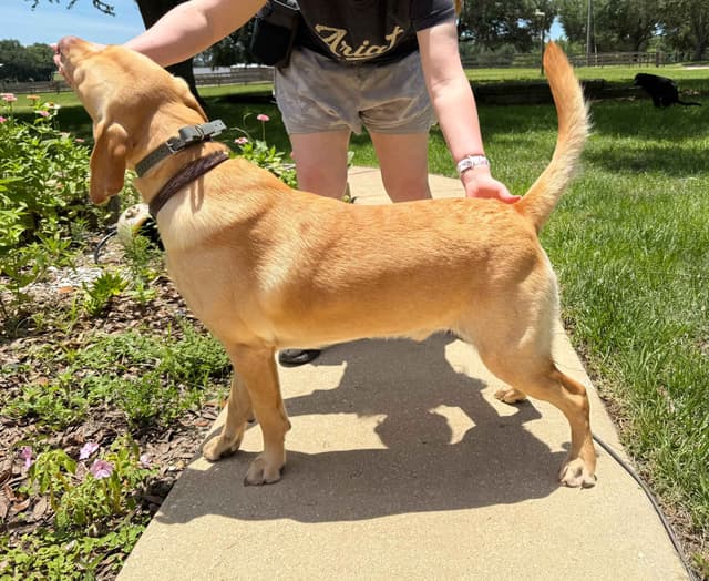 Labrador Retriever Puppies media 17