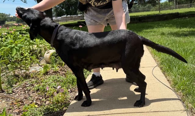 Labrador Retriever Puppies media 18