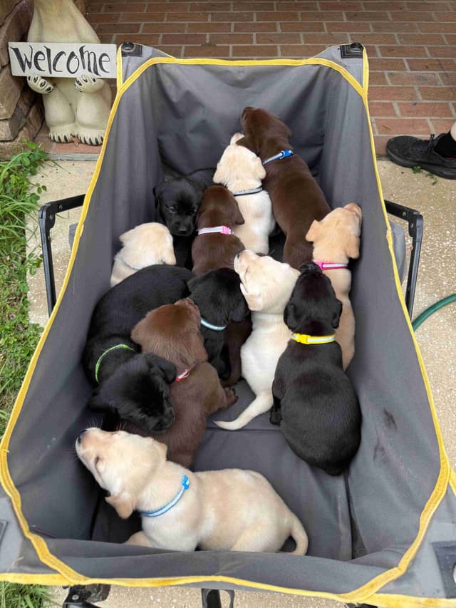 Labrador Retriever Puppies media 19