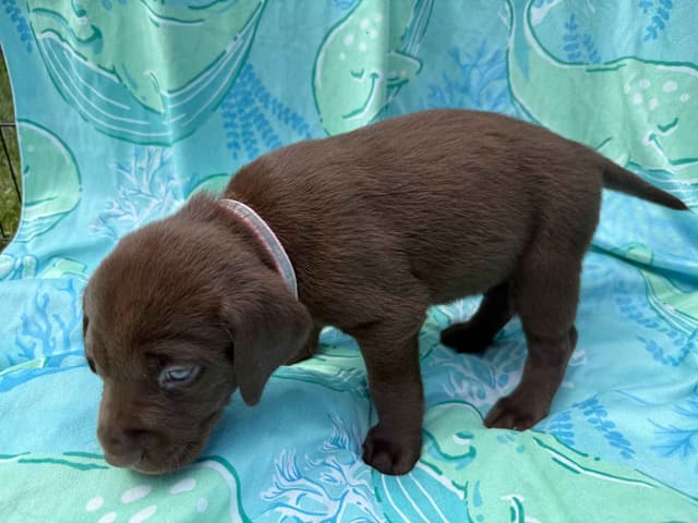 Labrador Retriever Puppies media 20