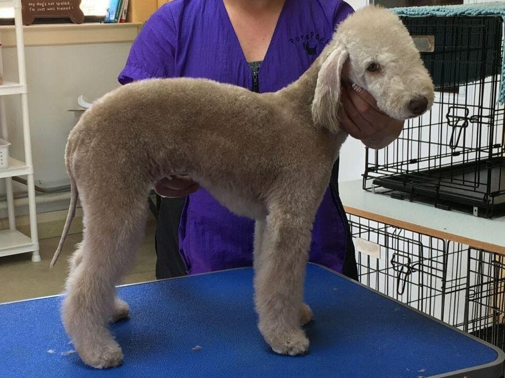 Bedlington Terrier Puppies breeder image 8
