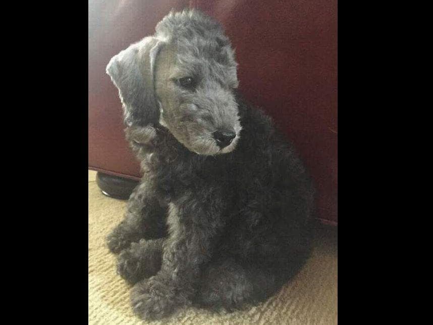 Bedlington Terrier Puppies breeder image 9