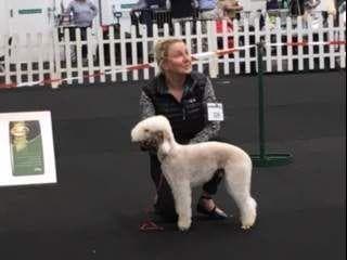 Bedlington Terrier Puppies breeder image 10
