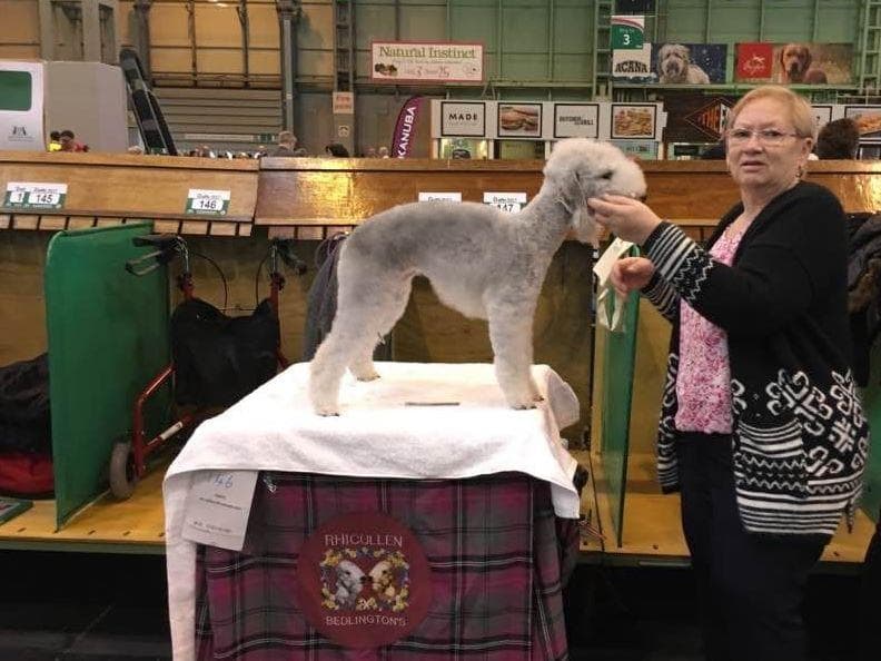 Bedlington Terrier Puppies breeder image 11