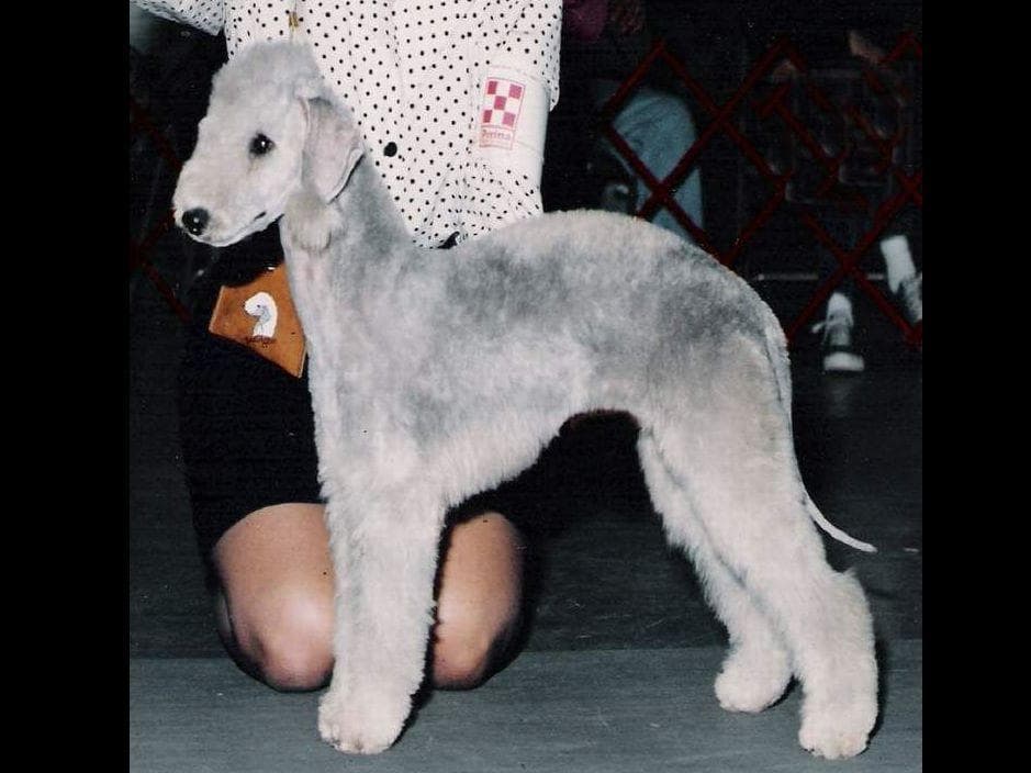 Bedlington Terrier Puppies breeder image 12