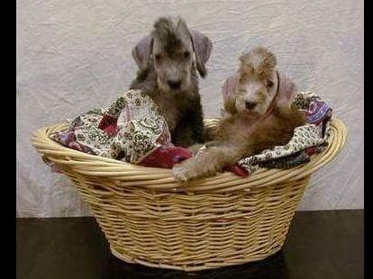 Bedlington Terrier Puppies breeder image 2
