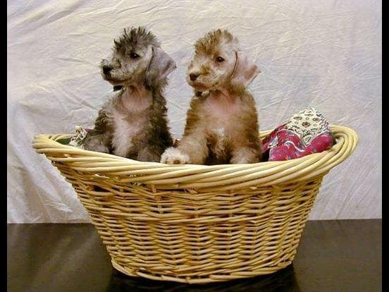 Bedlington Terrier Puppies breeder image 1