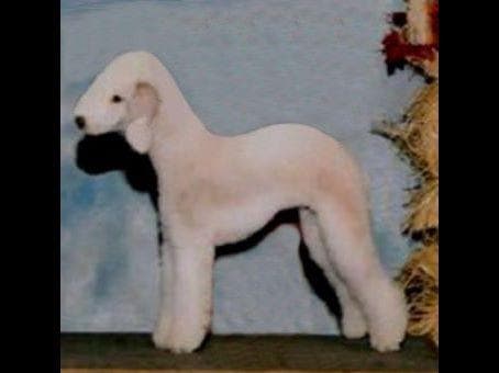 Bedlington Terrier Puppies breeder image 3