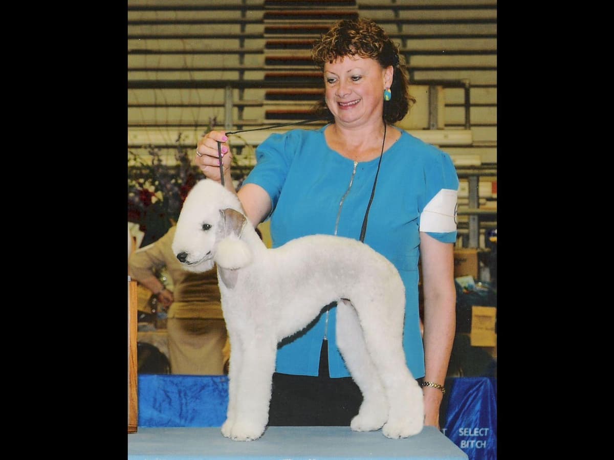 Bedlington Terrier Puppies breeder image 5