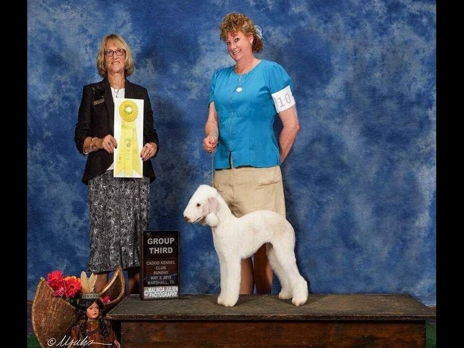 Bedlington Terrier Puppies breeder image 4