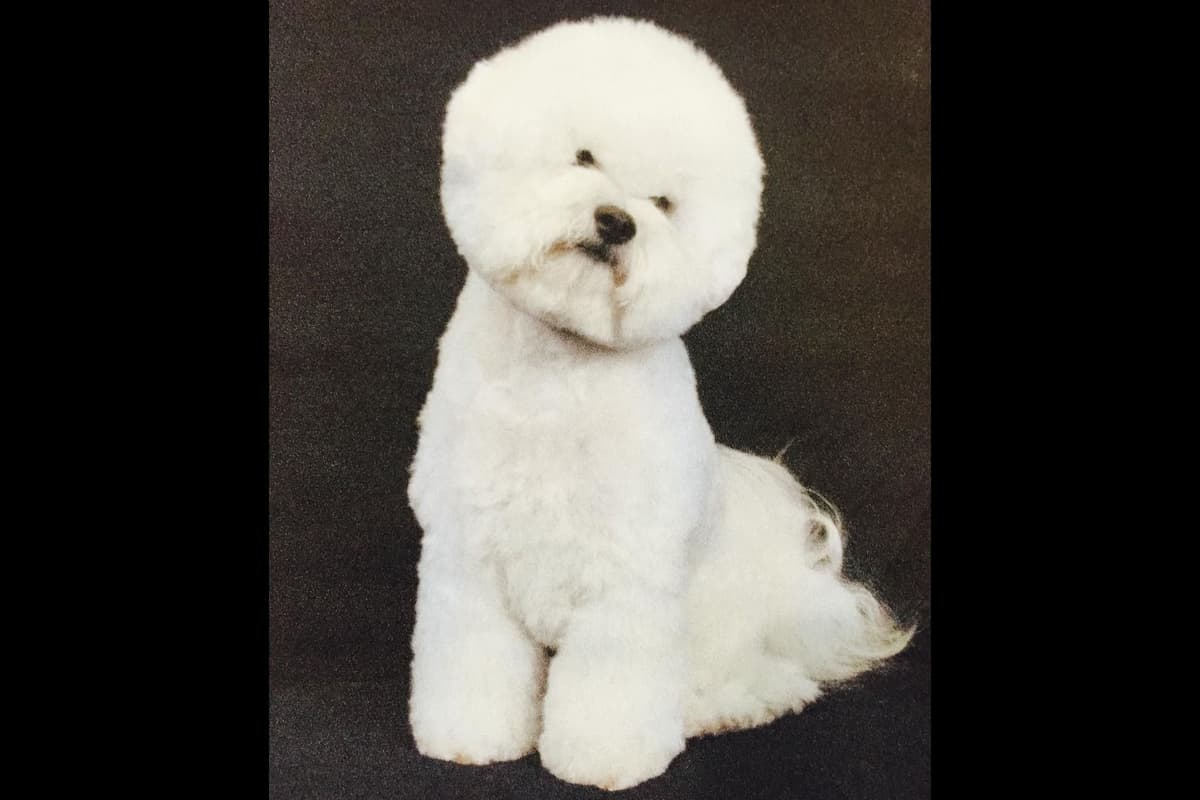 Bedlington Terrier Puppies breeder image 14
