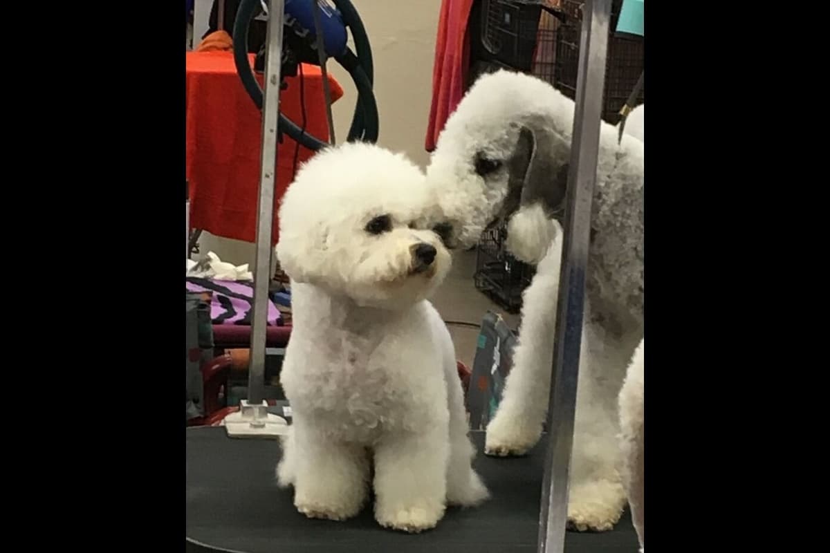 Bedlington Terrier Puppies breeder image 15