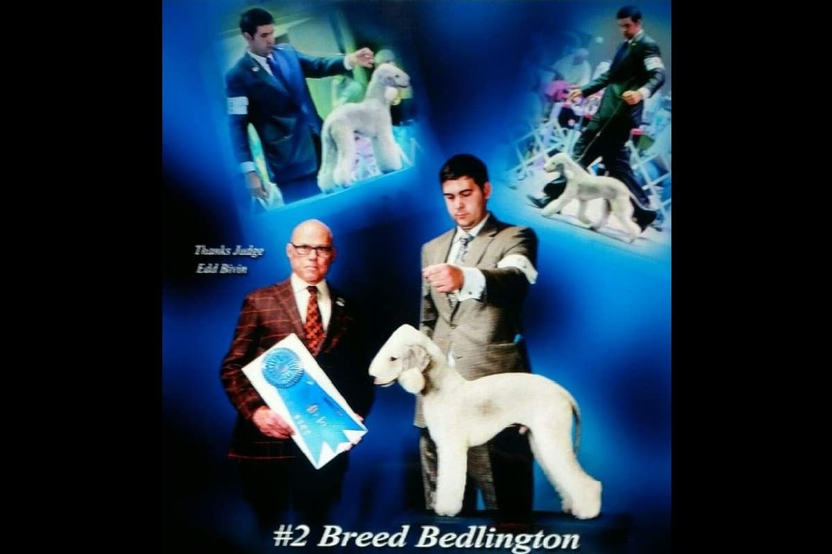Bedlington Terrier Puppies breeder image 17