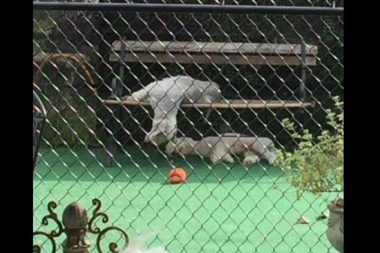 Bedlington Terrier Puppies breeder image 18