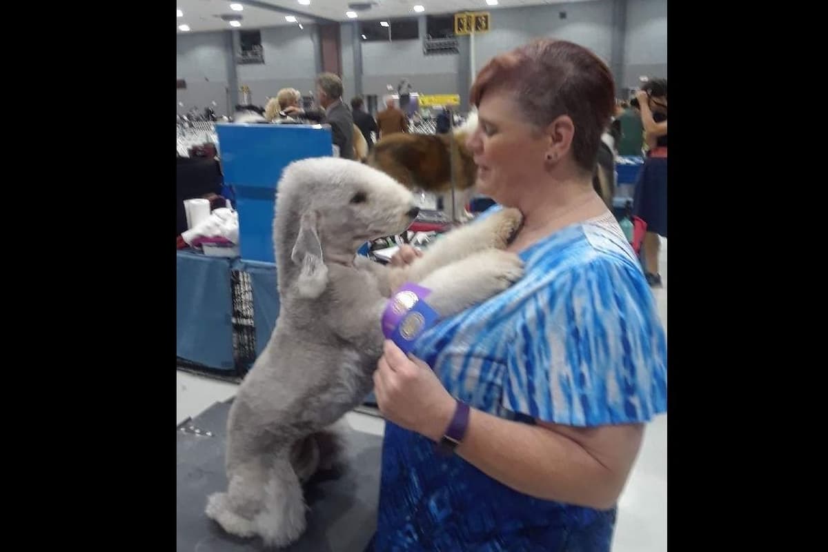 Bedlington Terrier Puppies breeder image 19
