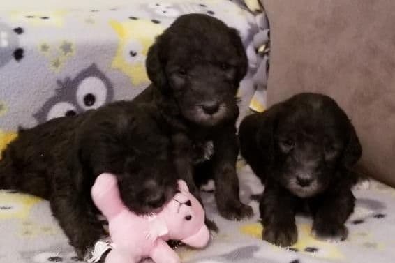 Bedlington Terrier Puppies breeder image 21