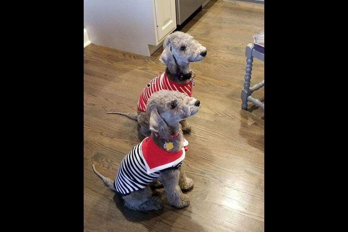 Bedlington Terrier Puppies breeder image 22