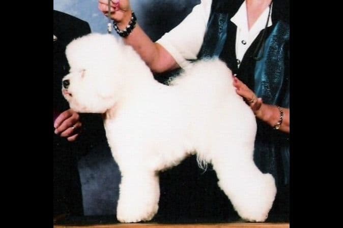 Bedlington Terrier Puppies breeder image 26