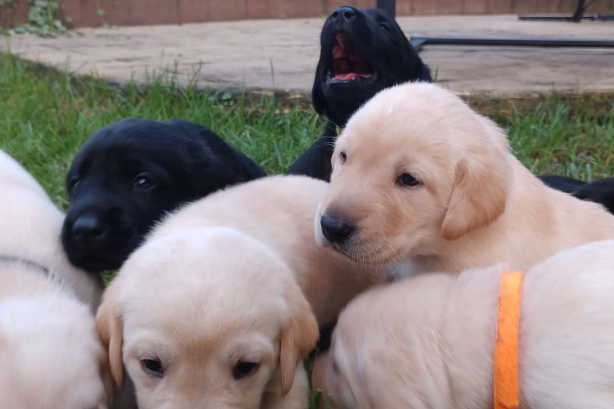 Golden Retriever Puppies breeder image 1