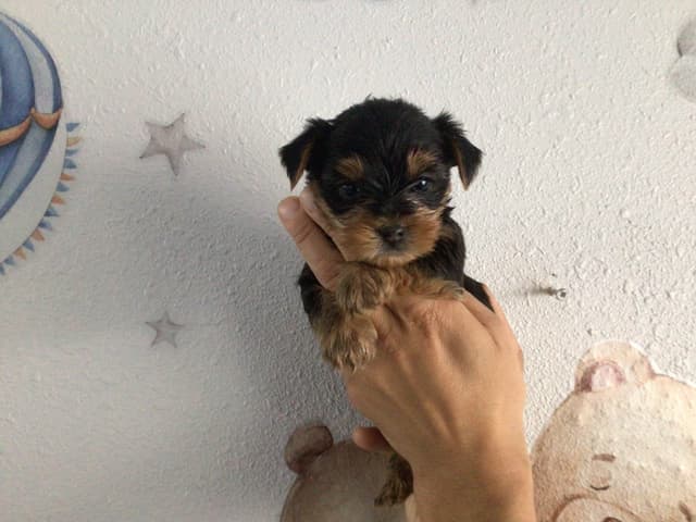 Yorkshire Terrier Puppies (Champion Line, show dogs) media 2
