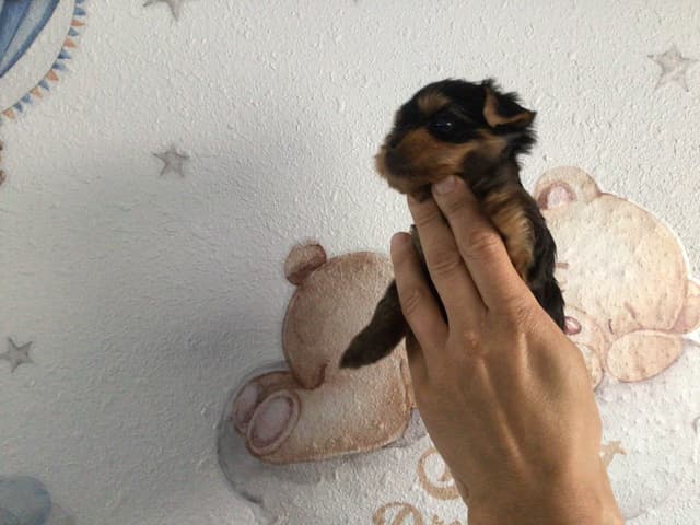 Yorkshire Terrier Puppies (Champion Line, show dogs) media 3