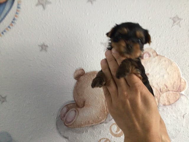 Yorkshire Terrier Puppies (Champion Line, show dogs) media 4