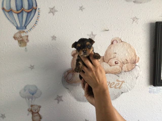 Yorkshire Terrier Puppies (Champion Line, show dogs) media 5