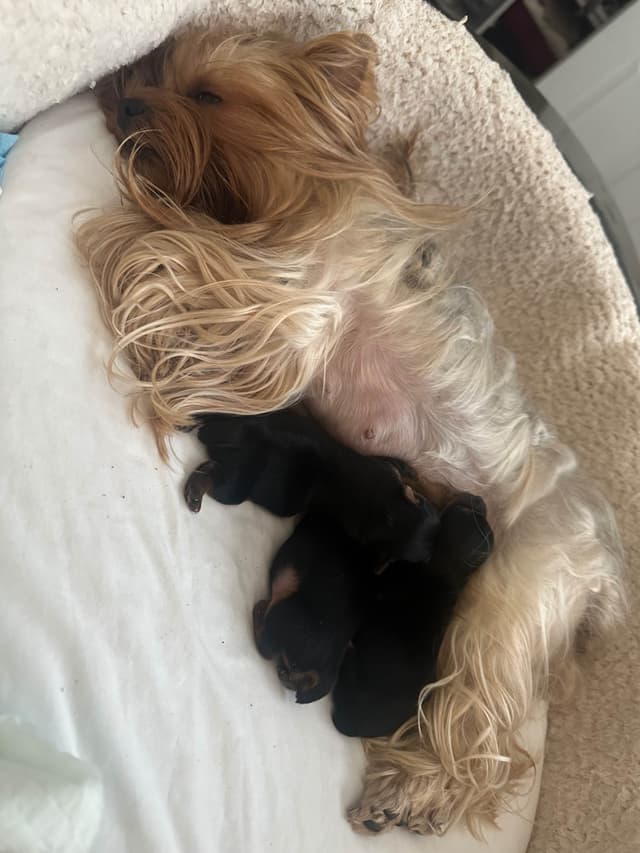 Yorkshire Terrier Puppies (Champion Line, show dogs) media 7