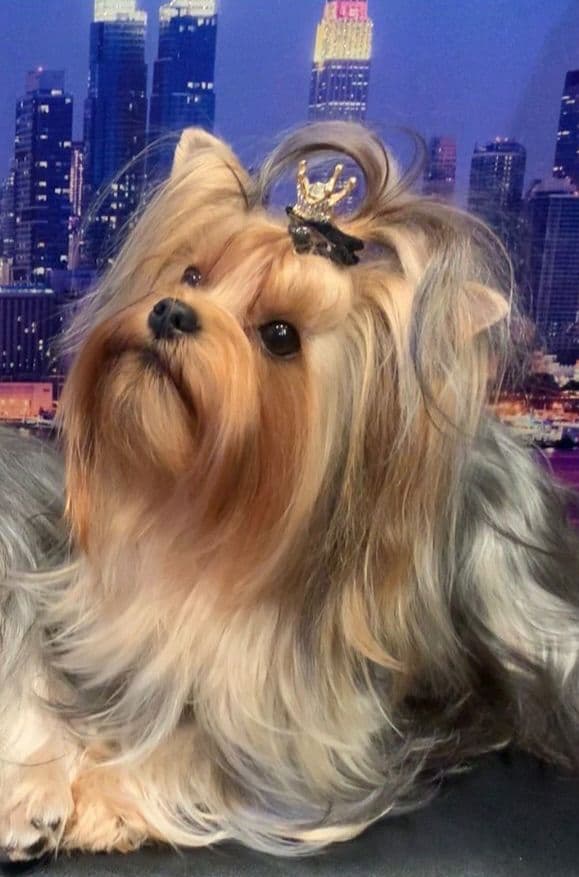 Yorkshire Terrier Puppies (Champion Line, show dogs) media 6