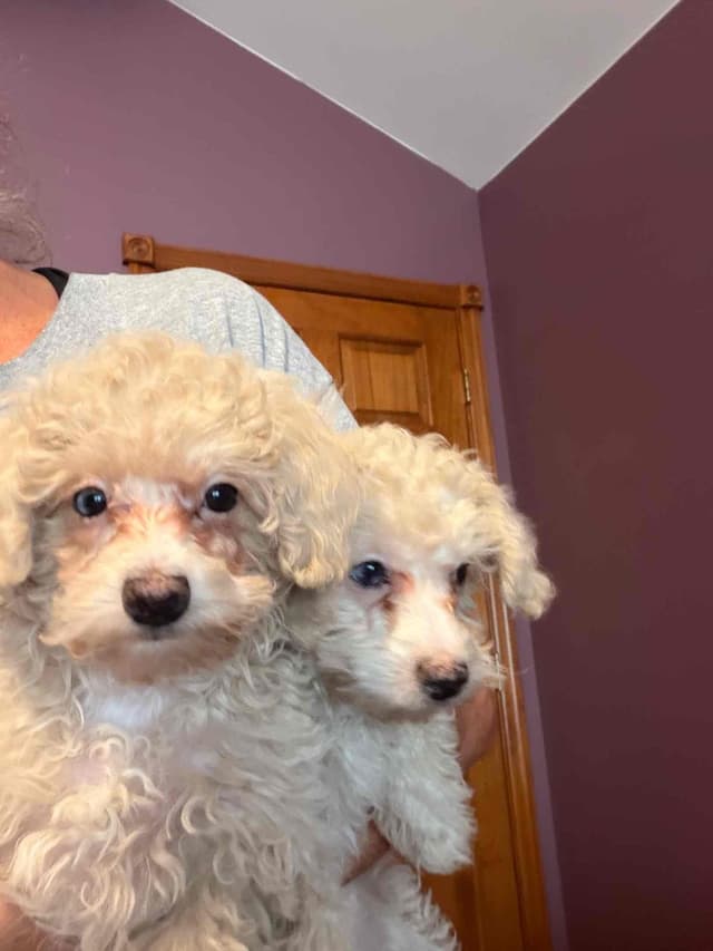 Poodle Puppies media 2