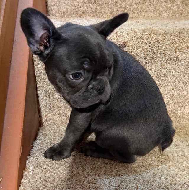 French Bulldog Puppies media 2