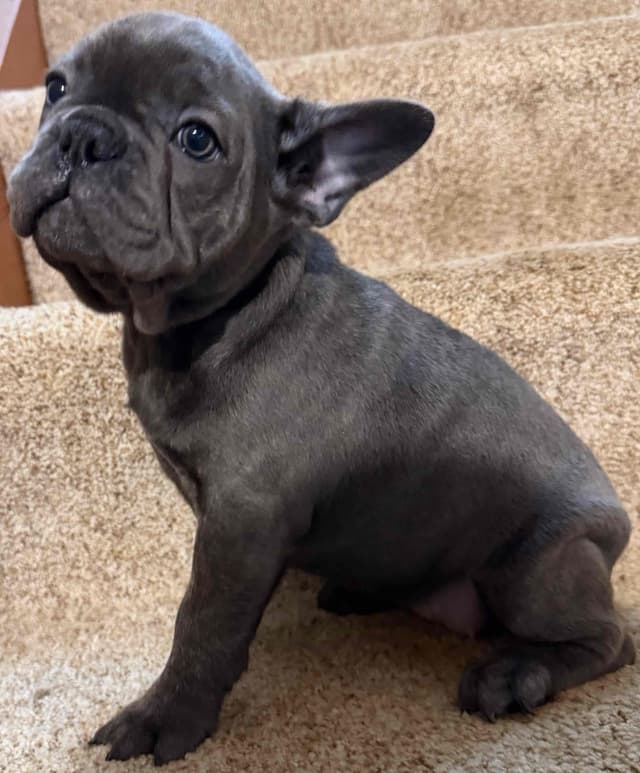 French Bulldog Puppies media 3