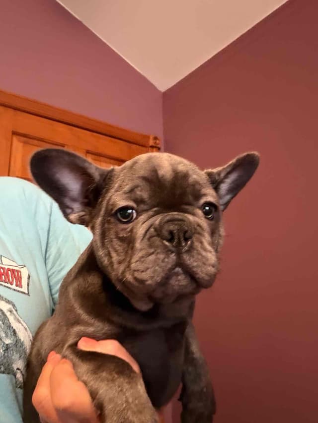 French Bulldog Puppies media 4