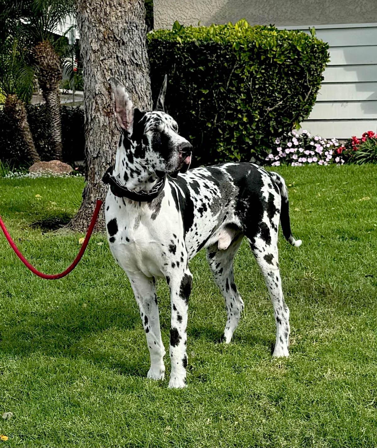 Great Dane Puppies breeder image 4