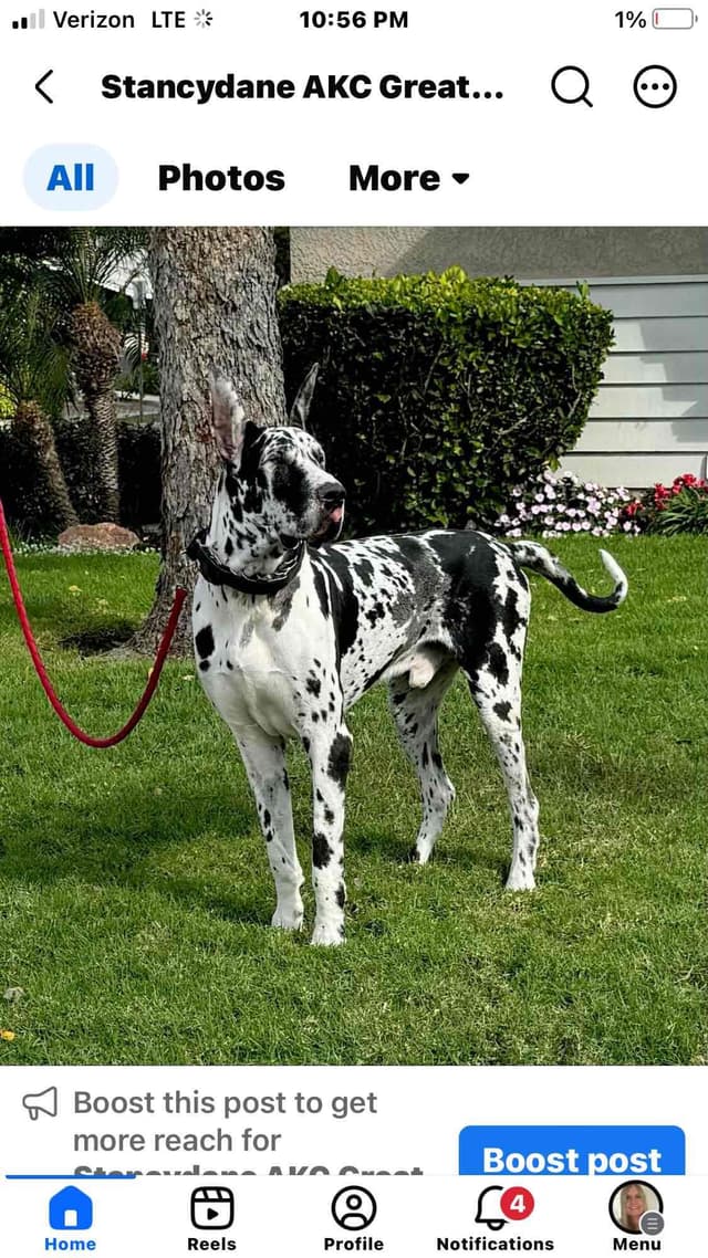 Great Dane Puppies media 2